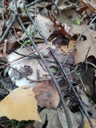 Amanita muscaria агонист рецепторов ГАМК.