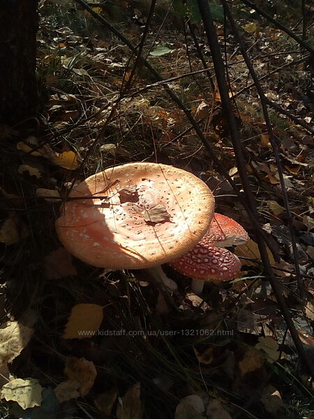 #2: Amanita muscaria
