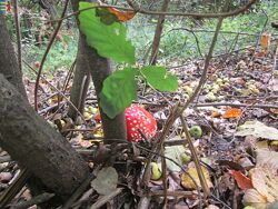 #8: Amanita muscaria