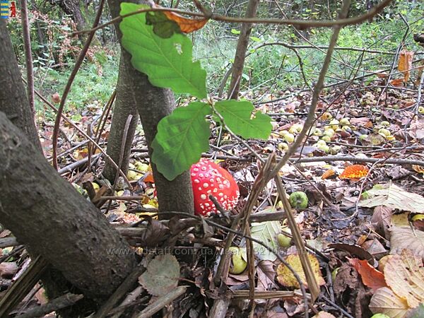 #8: Amanita muscaria