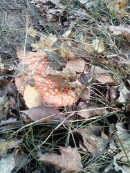 #3: Amanita Carpathians