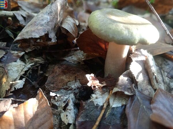 #5: Amanita Carpathians