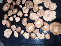 #6: Amanita Carpathians