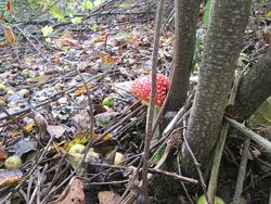 #8: Amanita Carpathians