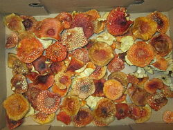 #9: Amanita Carpathians