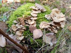 Amanita muscaria Волшебные грибы Гомеопатическое средство.