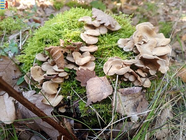 Amanita muscaria Волшебные грибы Гомеопатическое средство.