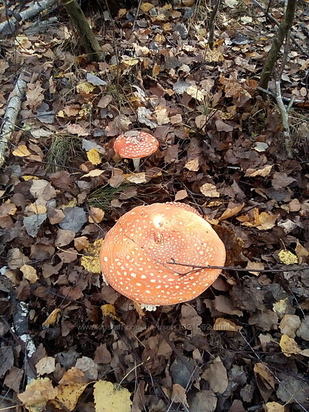 Amanita muscaria гомеопатическое средство для лечения тревоги и страха.