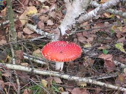 #3: Amanita muscaria