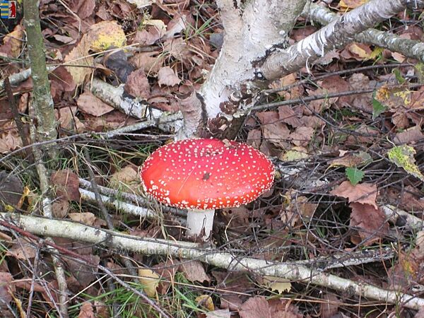 #3: Amanita muscaria