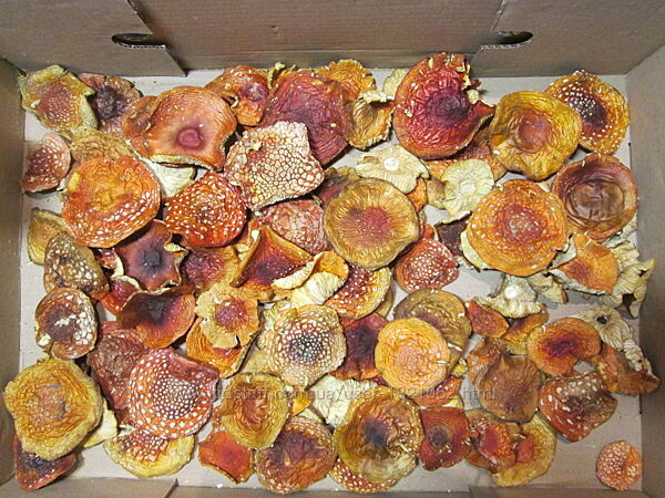 #4: Amanita muscaria