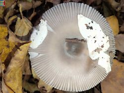 #6: Amanita muscaria