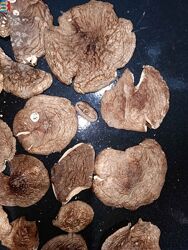 #10: Amanita muscaria