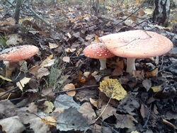 Amanita muscaria гомеопатическое средство для нервной системы.