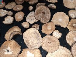 Amanita muscaria гомеопатическое средство, приготовленное из гриба.
