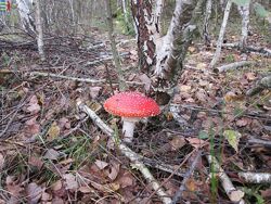 #3: Amanita muscaria