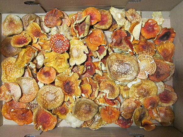 #4: Amanita muscaria