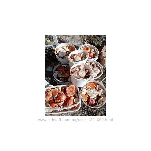 #5: Amanita muscaria