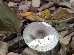#6: Amanita muscaria