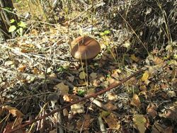 #7: Amanita muscaria