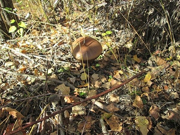 #7: Amanita muscaria