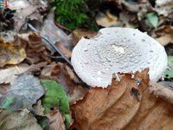 #8: Amanita muscaria