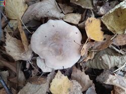 #9: Amanita muscaria