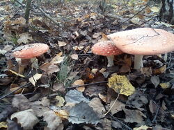 #10: Amanita muscaria