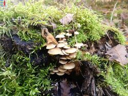 Amanita muscaria для ума - рекомендации гомеопата.