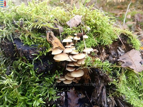 Amanita muscaria для ума - рекомендации гомеопата.