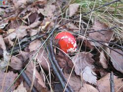 #2: Amanita muscaria