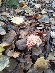 #5: Amanita muscaria