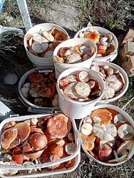 #10: Amanita muscaria