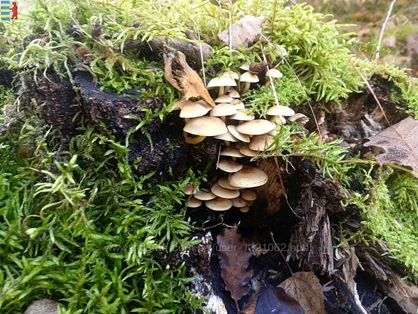 Amanita muscaria история, мифология и фармакология мухомора.