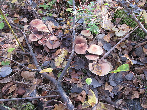 #2: Amanita muscaria