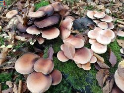 #4: Amanita muscaria