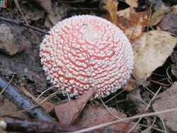 #6: Amanita muscaria