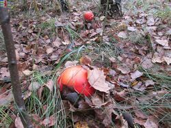 #9: Amanita muscaria