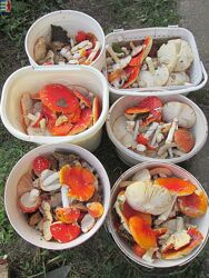 #10: Amanita muscaria