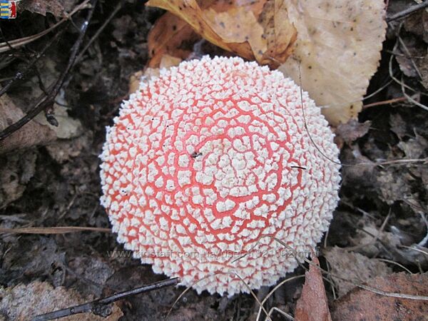 Amanita muscaria рекомендации гомеопата и назначения.