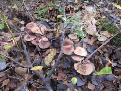 Amanita muscaria рекомендации гомеопата.