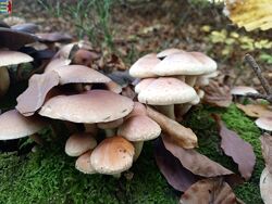 #3: Amanita muscaria