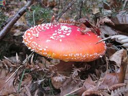 #4: Amanita muscaria