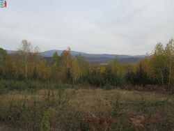 #5: Amanita muscaria