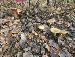 #6: Amanita muscaria