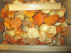 #9: Amanita muscaria