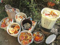 #10: Amanita muscaria