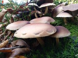 Amanita muscaria фармакологический профиль.