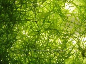 Нителла блестянка гибкая - аквариумное растение