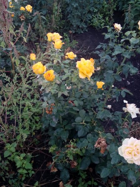 Декоративные растения 1